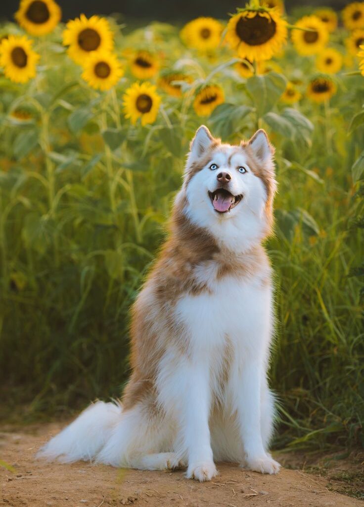 a dog sitting in a field of sunflowers