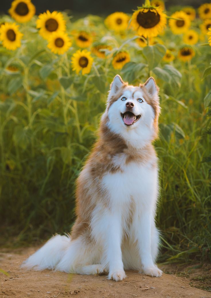 a dog sitting in a field of sunflowers